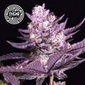 LA Kush Cake Feminizada