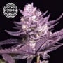 LA Kush Cake Feminizada