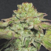 Alien Wedding Cookies Feminizada