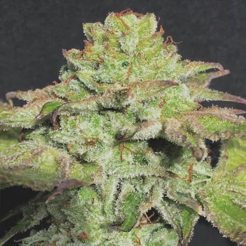 Alien Wedding Cookies Feminizada