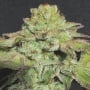 Alien Wedding Cookies Feminizada