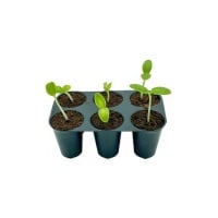 Seedling substrate blocks Plugin Pro