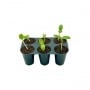 Seedling substrate blocks Plugin Pro