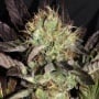 Big Apple Cookies feminizada