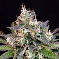 Cheese Cookies Feminizada