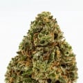 Cannabis Alto CBD Amnesia 5 gramos
