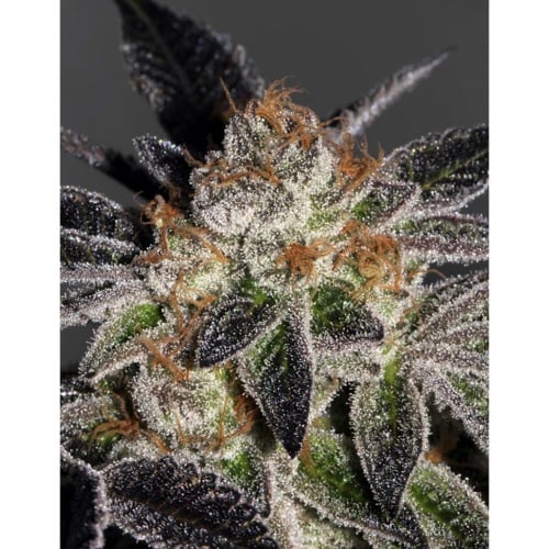 Cookies Feminizada
