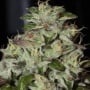 Fire Afghan Cookies Feminizada
