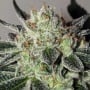 Mimosa Cookies Feminizada