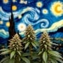 Sueños de Holanda pack feminizadas