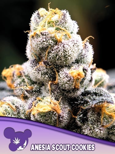 Anesia Scout Cookies Feminizada