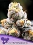 Anesia Scout Cookies Feminizada