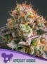 Apricot Oreoz Feminizada