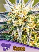 Congo Feminizada