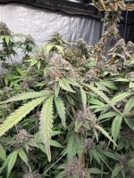 Biscotti Gelato Feminizada