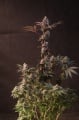 Lemon Cherry Runtz Feminizada