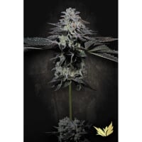 Tropicana Crush Feminizada. Edicion Limitada.