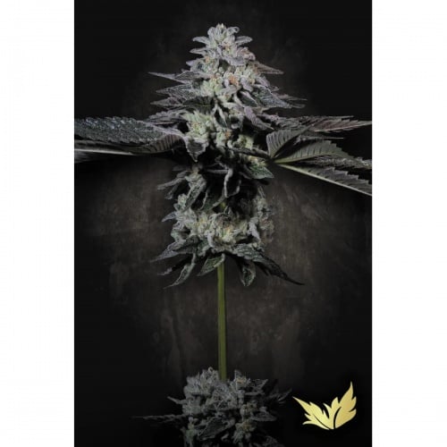 Tropicana Crush Feminizada. Edicion Limitada.