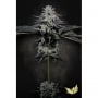 Tropicana Crush Feminizada. Edicion Limitada.