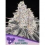 Frozen Black Cherry Feminizada