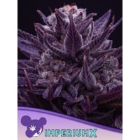 Imperium X Feminizada