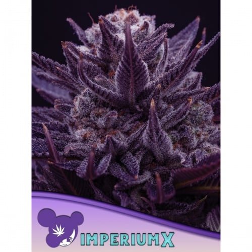 Imperium X Feminizada