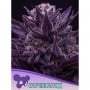 Imperium X Feminizada