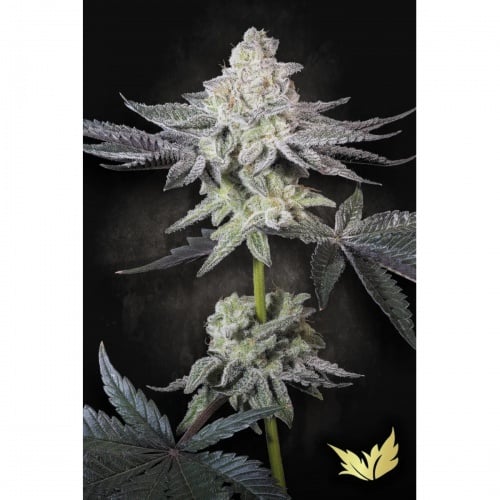Emerald Envy Feminizada. Edición Limitada.