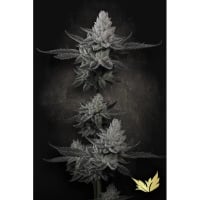 Chem Cake Feminizada. Edición Limitada.
