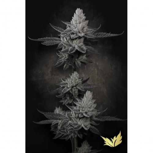 Chem Cake Feminizada. Edición Limitada.