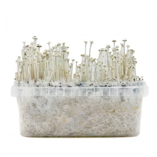 Growkit Panaeolus Cyanescens