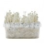Growkit Panaeolus Cyanescens