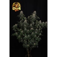 GG4 (Gorilla Glue #4) Feminizada