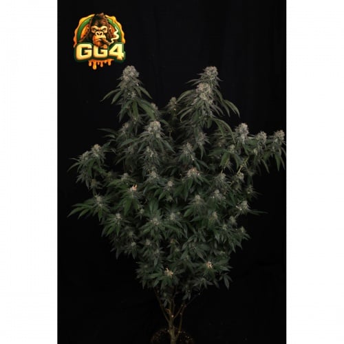 GG4 (Gorilla Glue #4) Feminizada