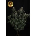 GG4 (Gorilla Glue #4) Feminizada