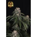 GG4 (Gorilla Glue #4) Feminizada