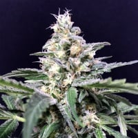 Amazon Haze Auto Feminizada