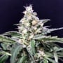 Amazon Haze Auto Feminizada
