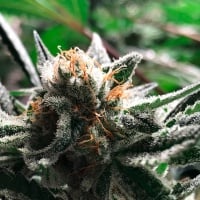 Condor Auto Feminizada