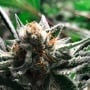Condor Auto Feminizada