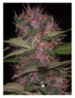 Blue Kush 99 Auto Feminizada