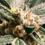 Dark Kush Auto Feminizada