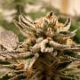 Sublimator Auto Feminizada