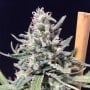 Thunderstorm Auto Feminizada