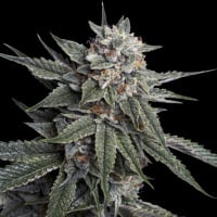 Holy Grail Kush Feminizada