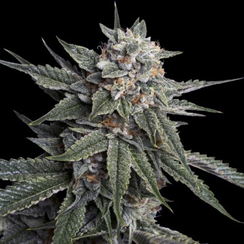Holy Grail Kush Feminizada