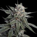 Holy Grail Kush Feminizada