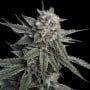 Holy Grail Kush Feminizada