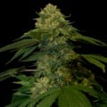 Holy Grail Kush Feminizada