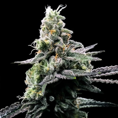 Purple Kosher Feminizada